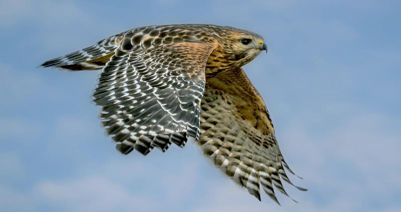 Tip 13: Note The Plumage Patterns
