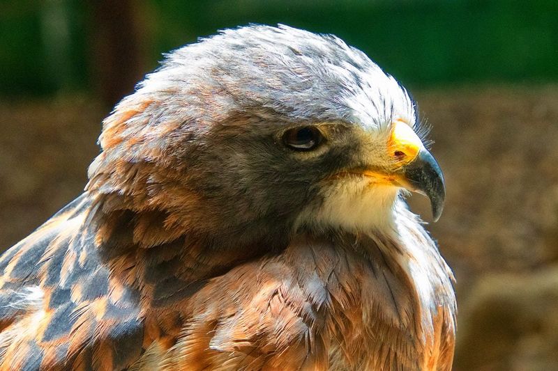 Tip 15: Use Field Guides And Apps