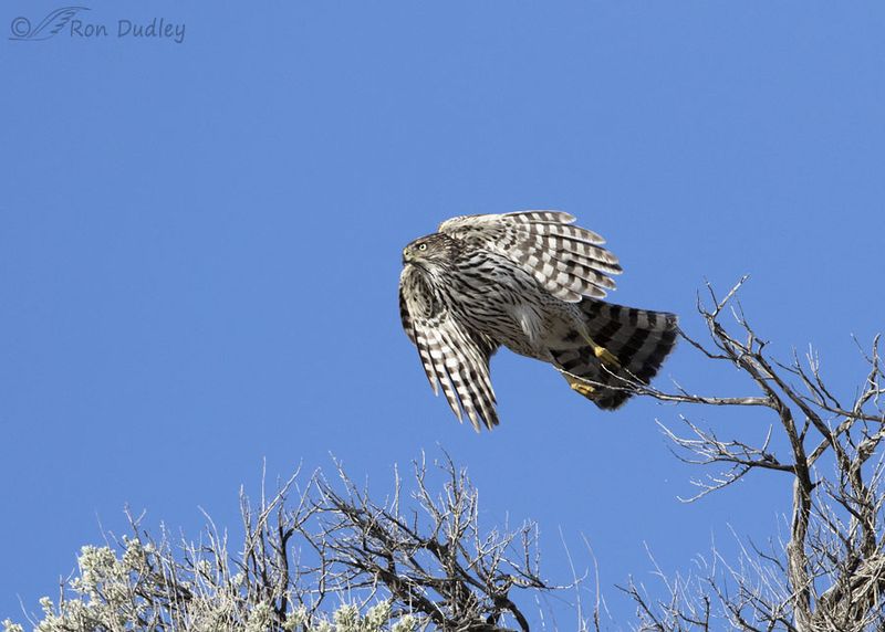 Tip 5: Observe The Flight Pattern