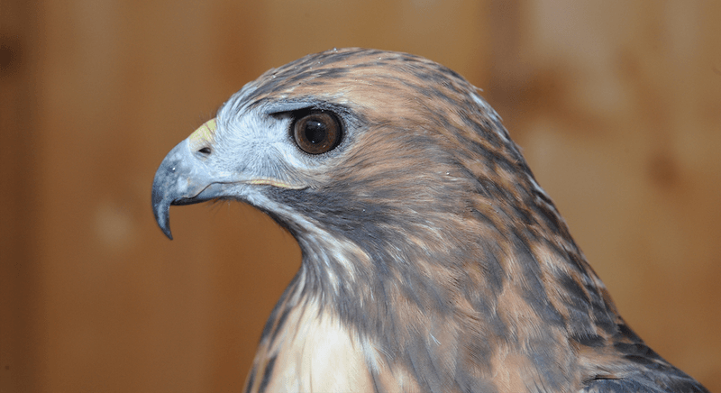 Tip 8: Examine The Beak