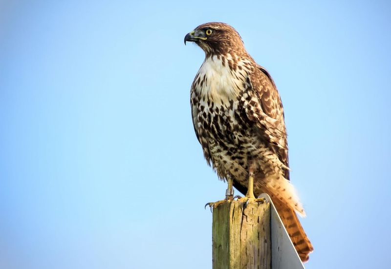 Tip 9: Spot The Legs And Talons