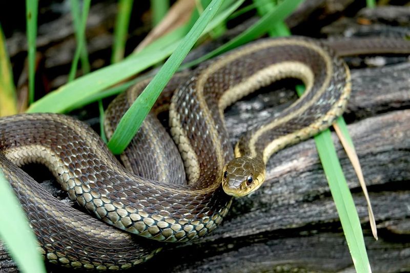 Garter Snakes: Slithering Rodent Control