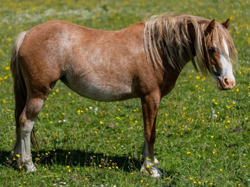 Rabicano