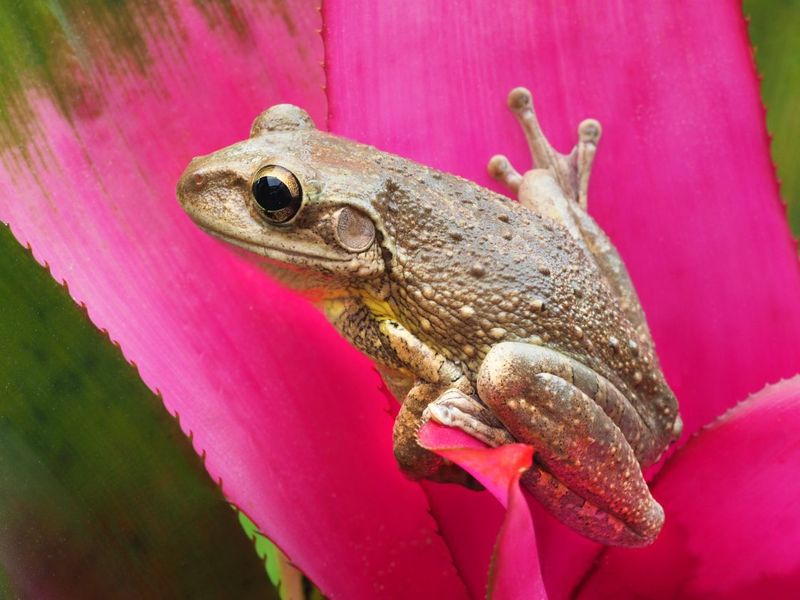 Cuban Tree Frog