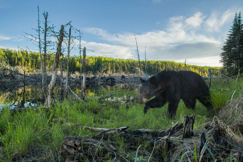 Superior National Forest, Minnesota