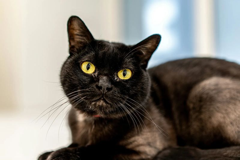 Bombay – The Mini-Panther Who Manages Solo