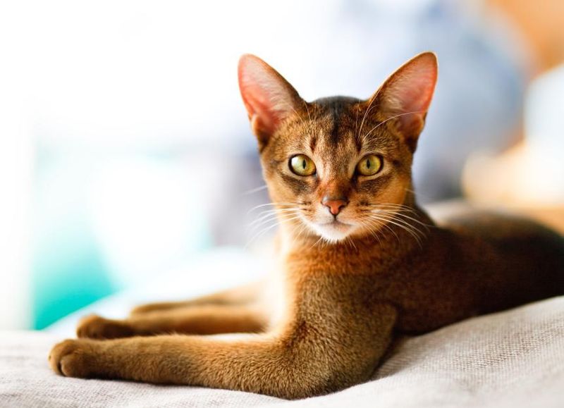 Abyssinian