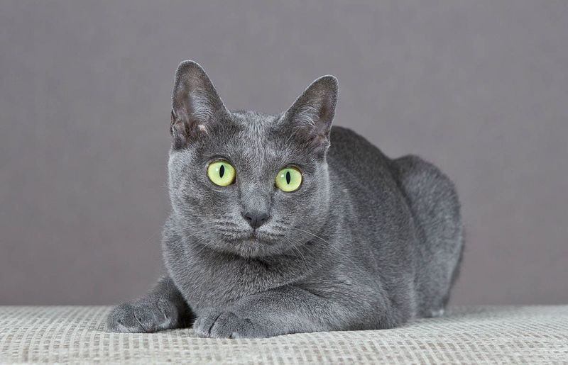 Korat