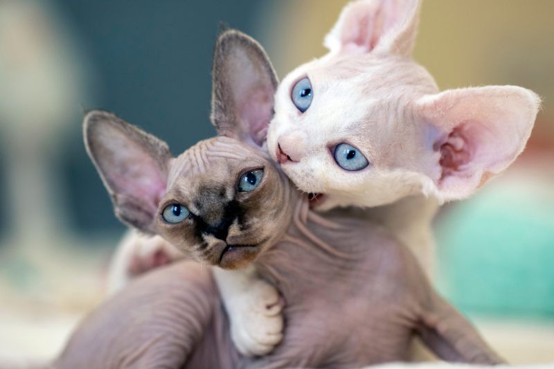 Devon Rex: Elfin Adventurers