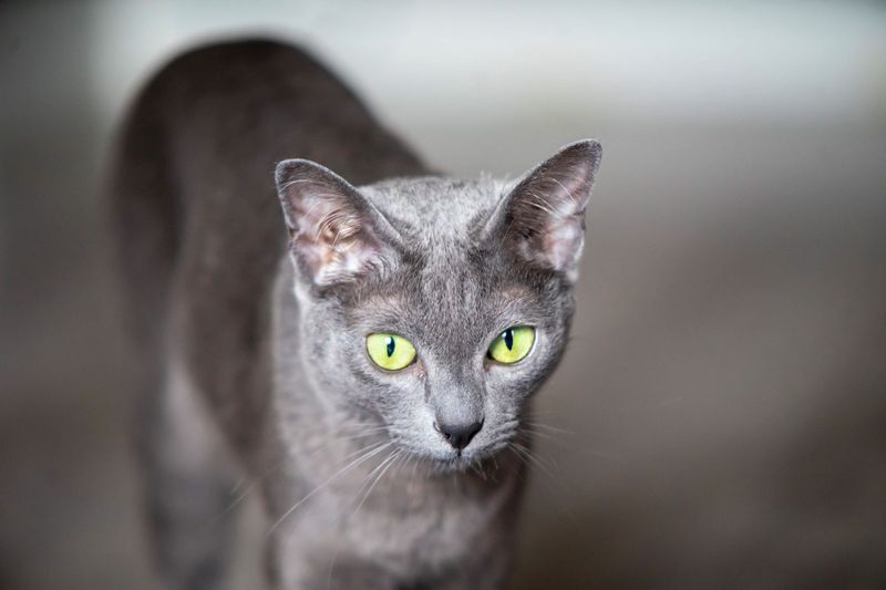 Korat: Ancient Luck-Bringers With Boundaries