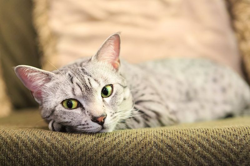 Egyptian Mau: The Spotted Sprinter