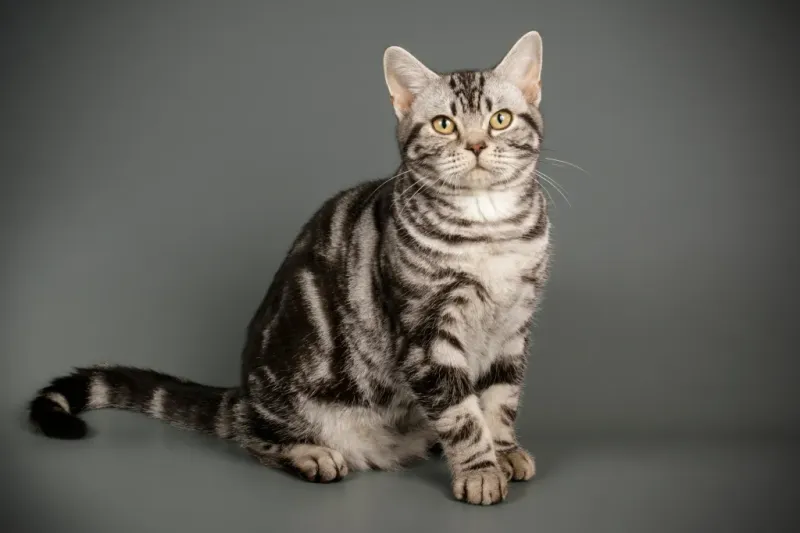American Shorthair: The Well-Mannered Classic