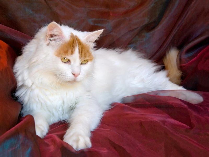 Turkish Van: The Swimming Cat Captain