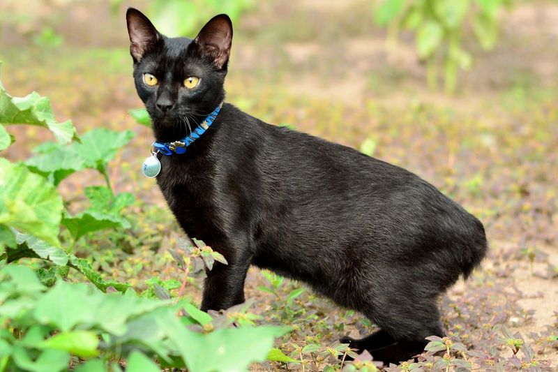 Japanese Bobtail: The Playful Scholar