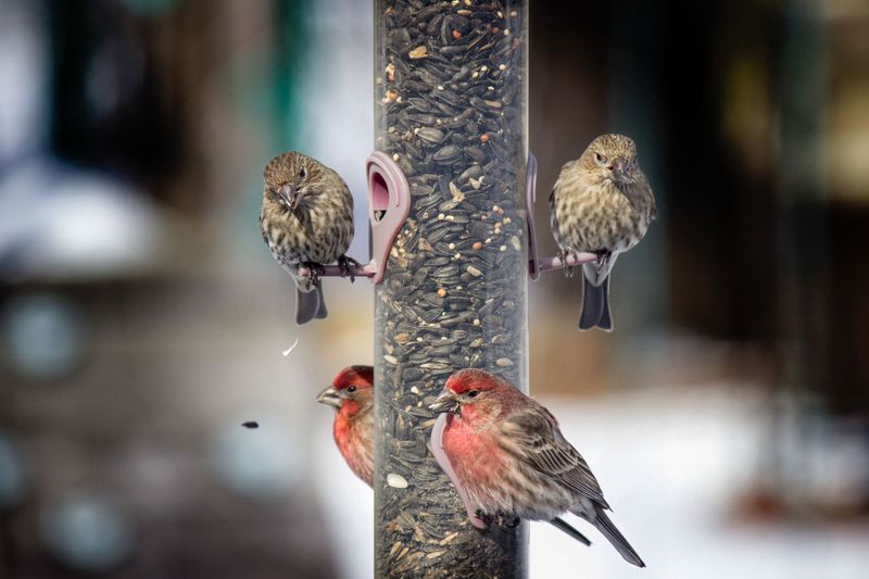 Under Bird Perches Or Nests