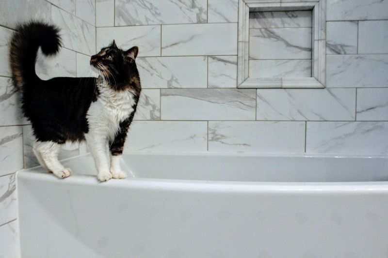 The Bathroom