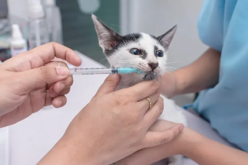 Too Young: Inadequate Parasite Control