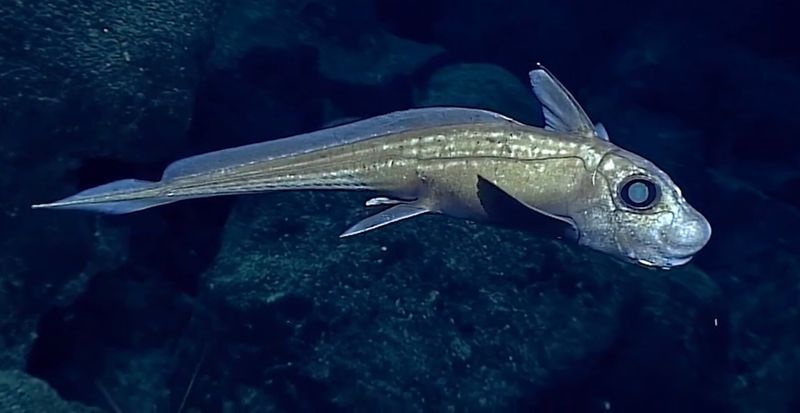 Living Fossils