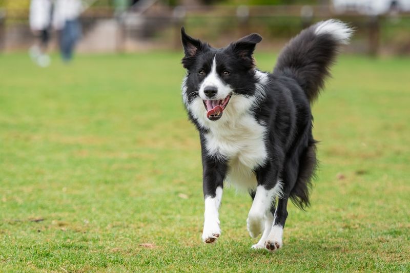 High-Energy Dogs: Border Collies