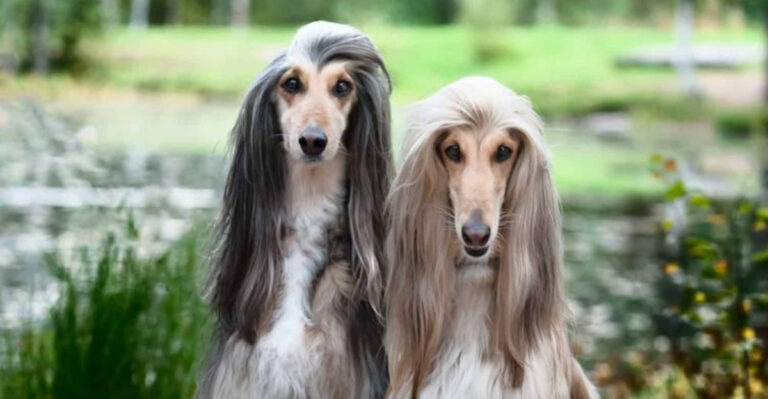 Top 10 Dog Breeds Seniors Should Avoid Owning (And 5 That Are Perfect For Them)