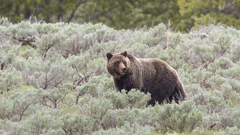 Yellowstone National Park, Wyoming