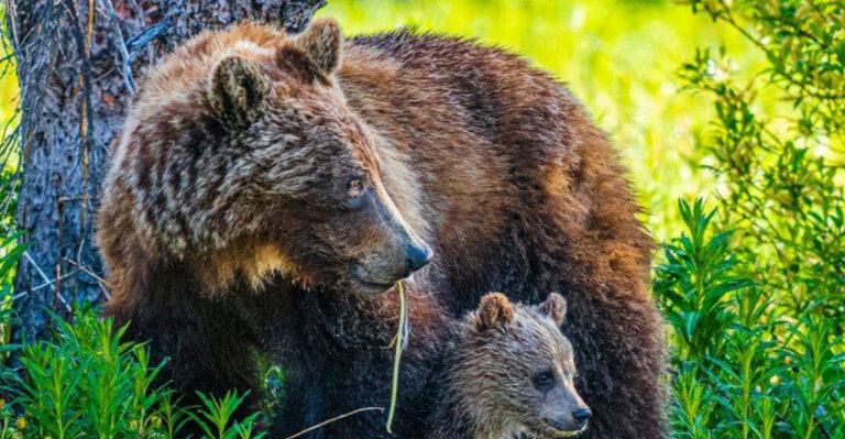 Top 14 Highest Risk Locations For Bear Activity In America