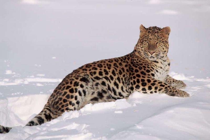 Amur Leopard – The Ghost Cat Of Siberia