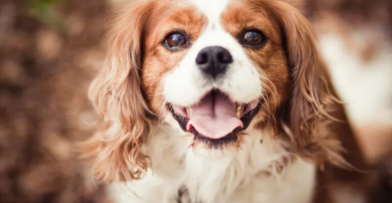 Top 15 Neediest Dog Breeds That Require Nonstop Attention