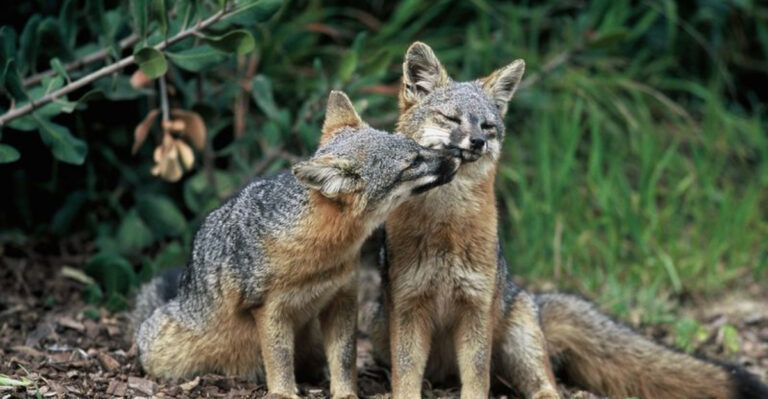 Top National Parks In The U.S. To Spot Endangered Species