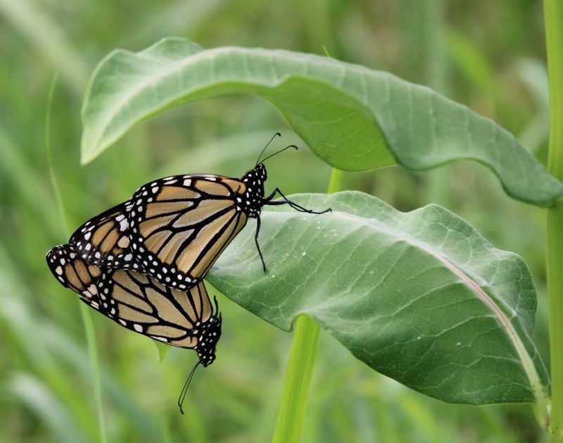 What To Look For When Searching For Monarch Butterflies In Delaware