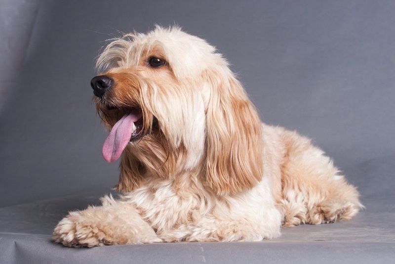 Corkie: Cocker Spaniel-Yorkie Sweethearts