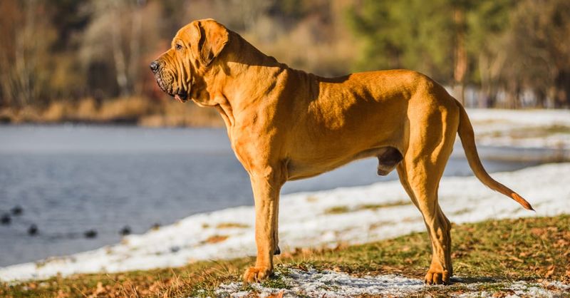 Fila Brasileiro: The Brazilian Tracking Hound