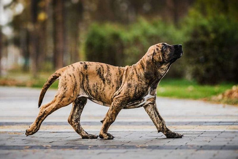 Fila Brasileiro
