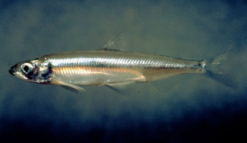 Delta Smelt: Tiny Indicator Of Ecosystem Health