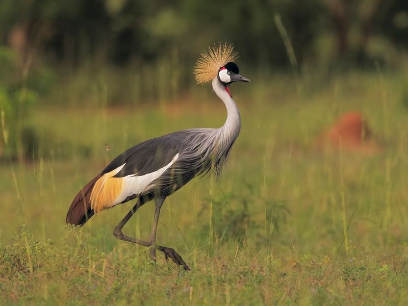 Crowned Crane