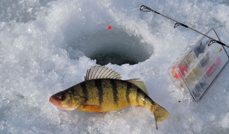 Aquatic Bullies: Yellow Perch