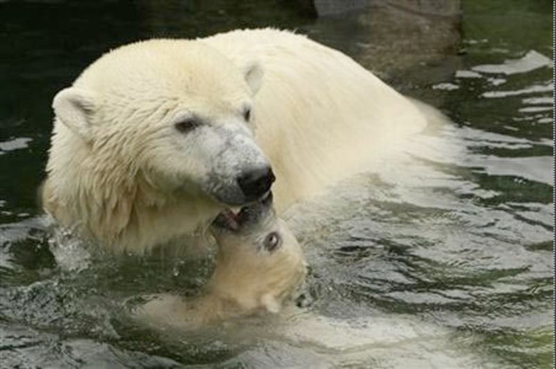 Polar Bear Hunters