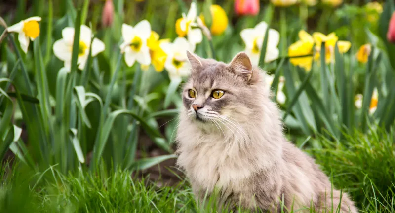 Chemical Lawn Treatments
