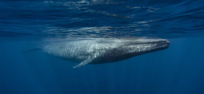 Submarine Leviathan: The Blue Whale