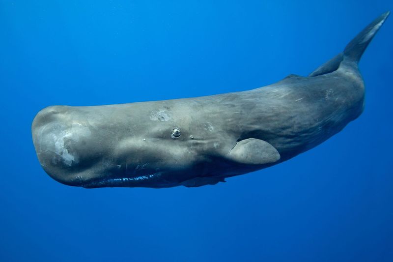 Undersea Colossus: The Sperm Whale