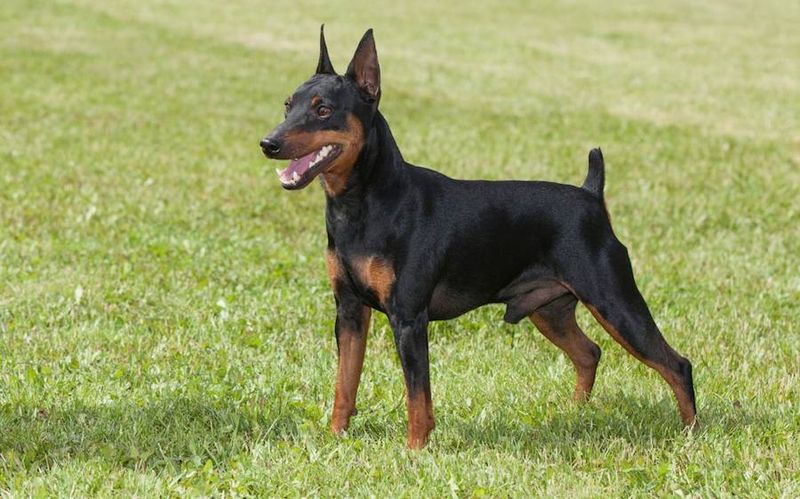 Toy Manchester Terrier