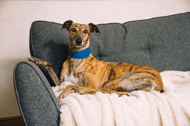 Greyhounds