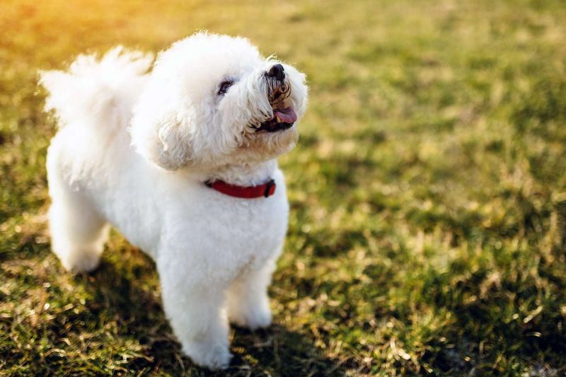 Bichon Frise