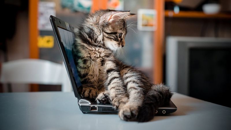 The Strategic Laptop Sit
