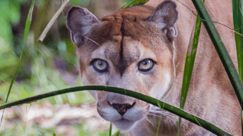 Genetic Rescue: Bringing Fresh DNA To Save Species