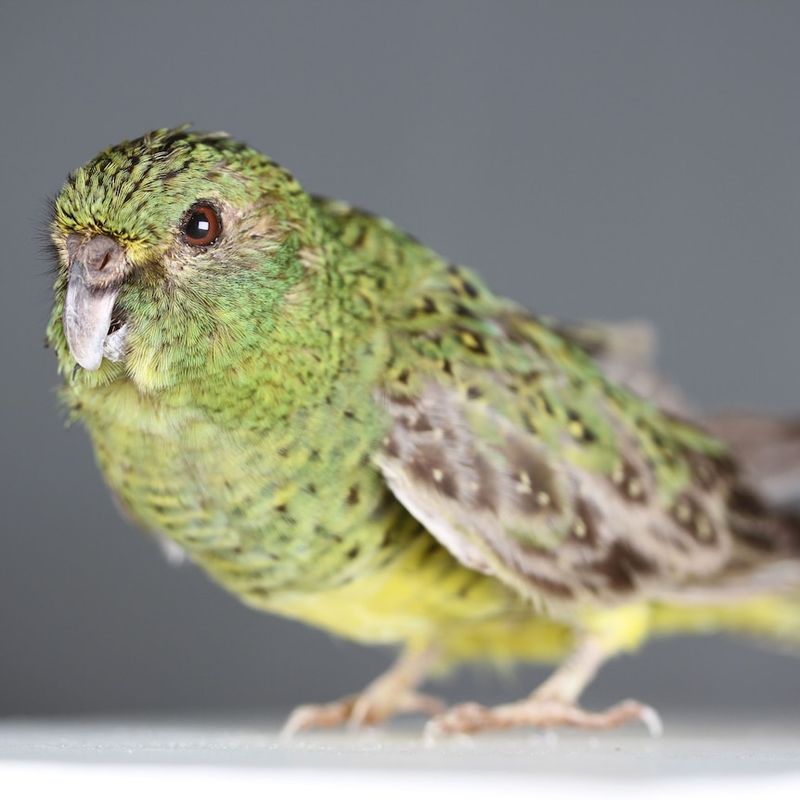 What's Next For The 'Ghost' Bird: Will The Species Be Protected And Preserved?
