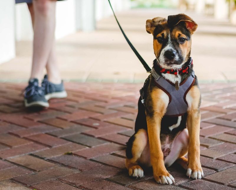 Legal Requirements: Understanding Leash Laws