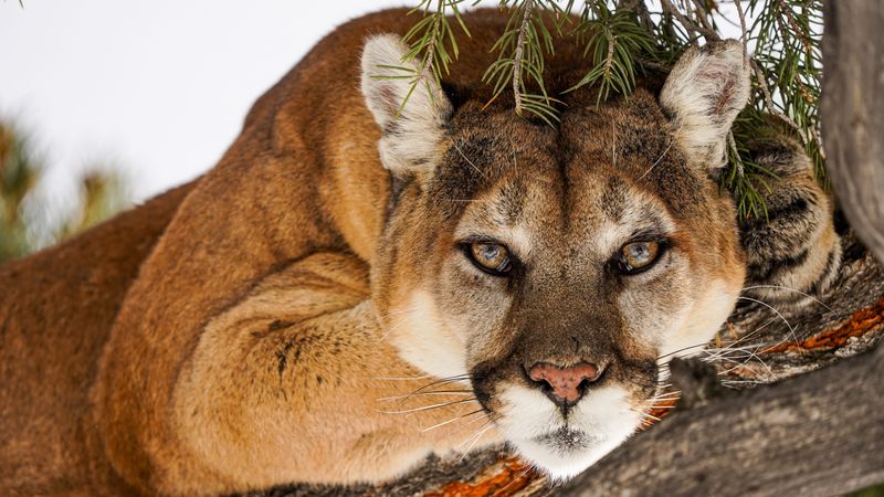 Return To Wilderness