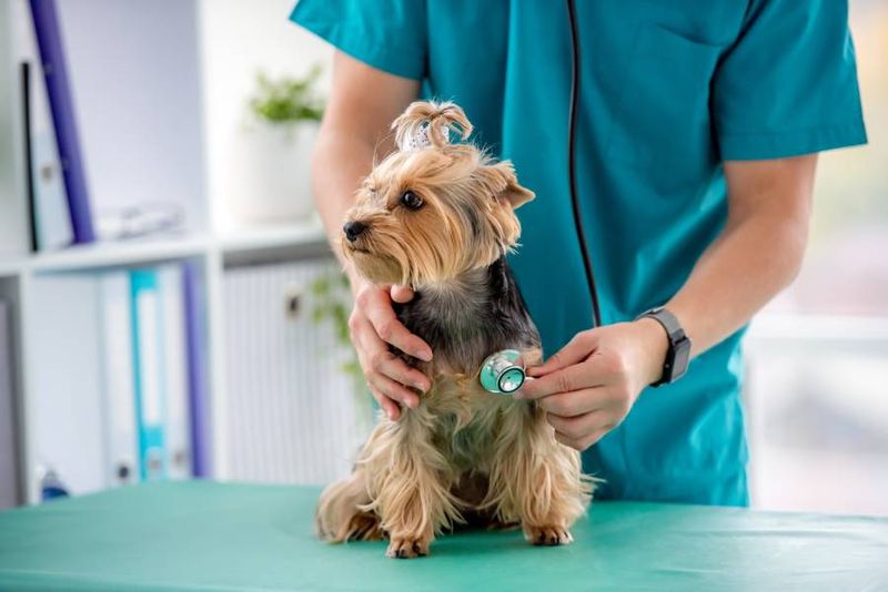 Regular Vet Checkups Catch Problems Early