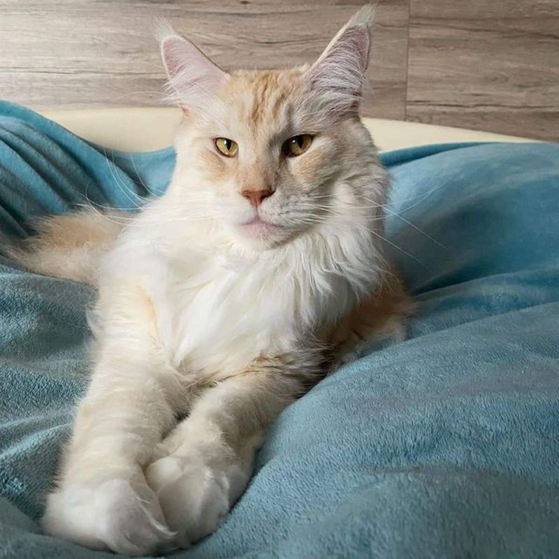 The Longevity Of Red Smoke Maine Coons